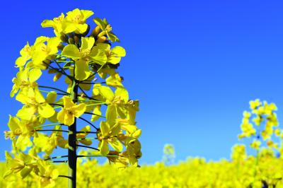 Oilseed Rape