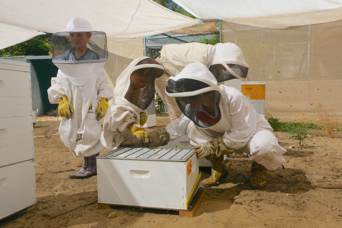 beekeepers