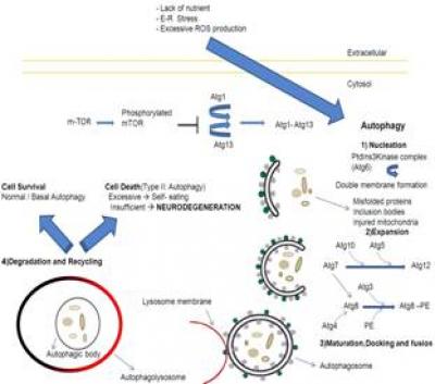 Overview and Distinct Steps of Autophagy