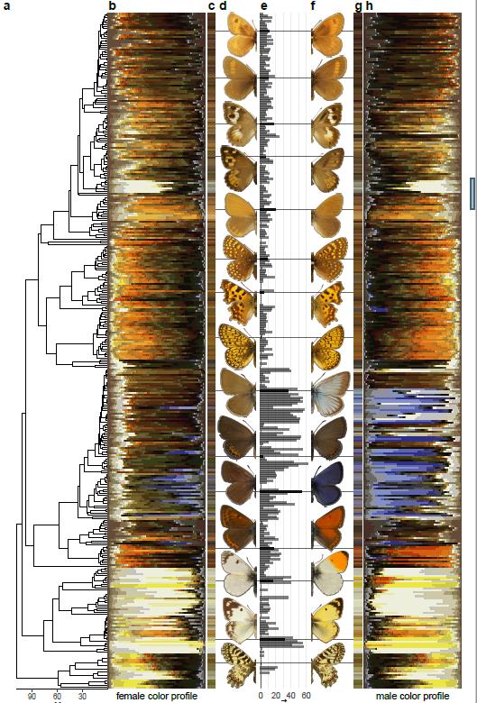 Dorsal Wing Color 