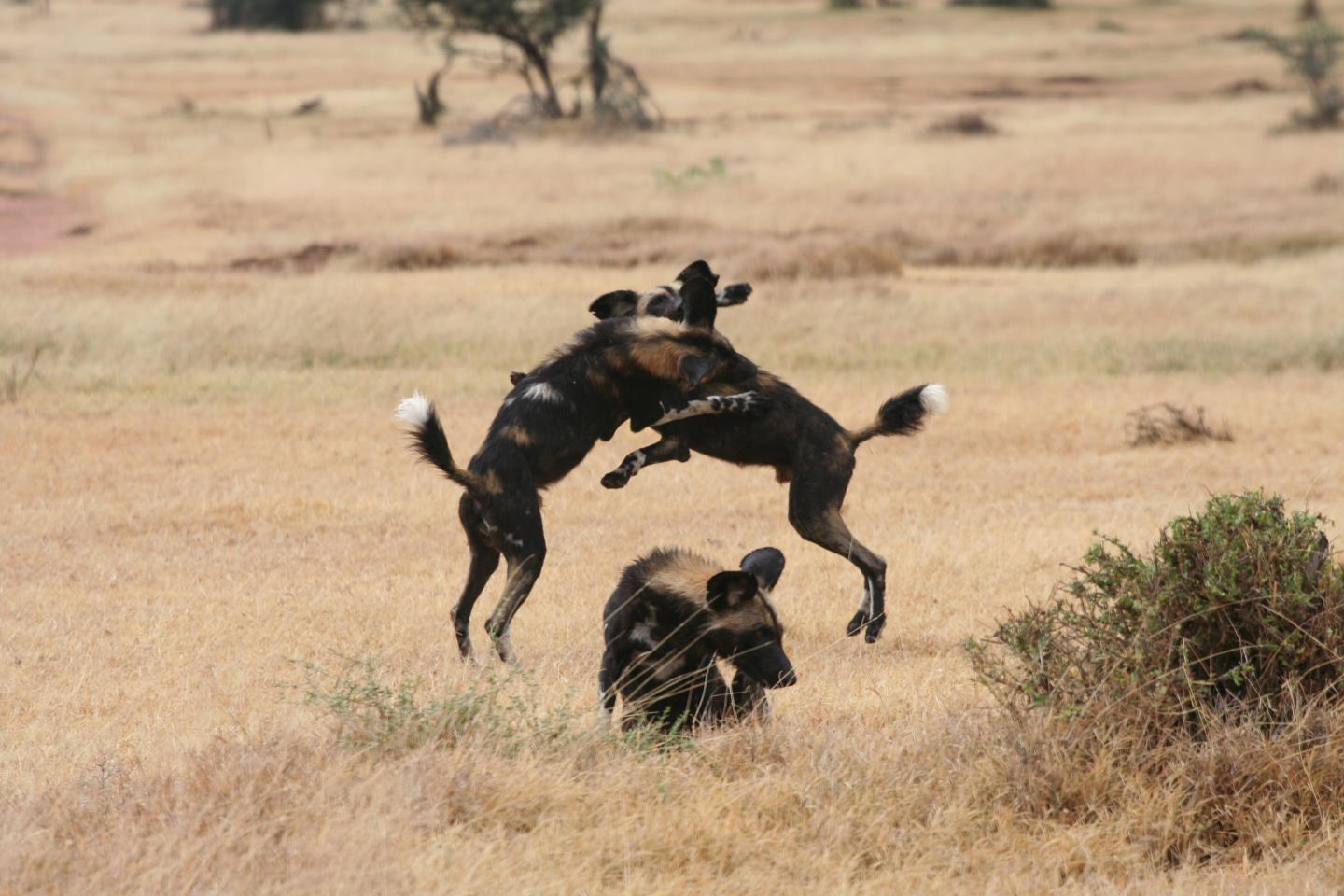 When Herbivore Numbers Drop, Plants Ditch Thorny Defenses (1 of 3)