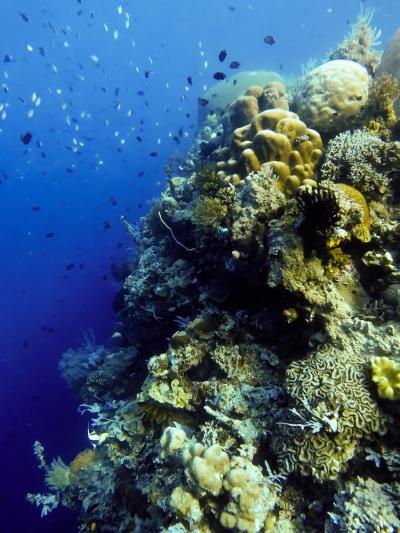 A Shoal of Reef Fish Drift Feeds beside a Coral Wall in Sulawesi, Indonesia