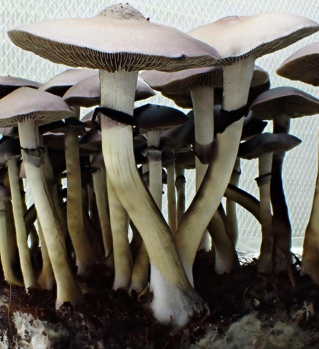Cultivated magic mushrooms