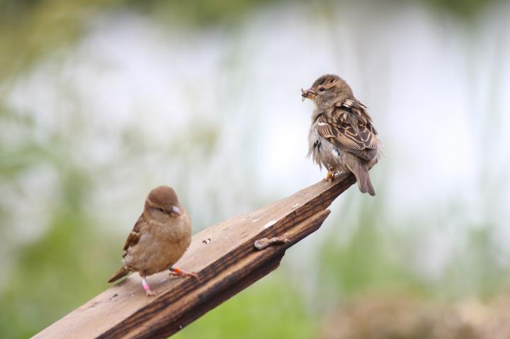 House Sparrows at Work