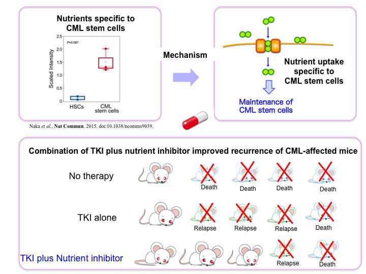 Improvement of Recurrence in Mice with CML
