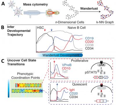 Investigating Development in Single Cells