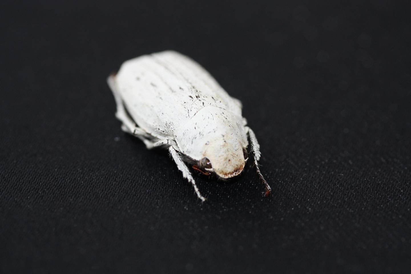 Cyphochilus Beetle