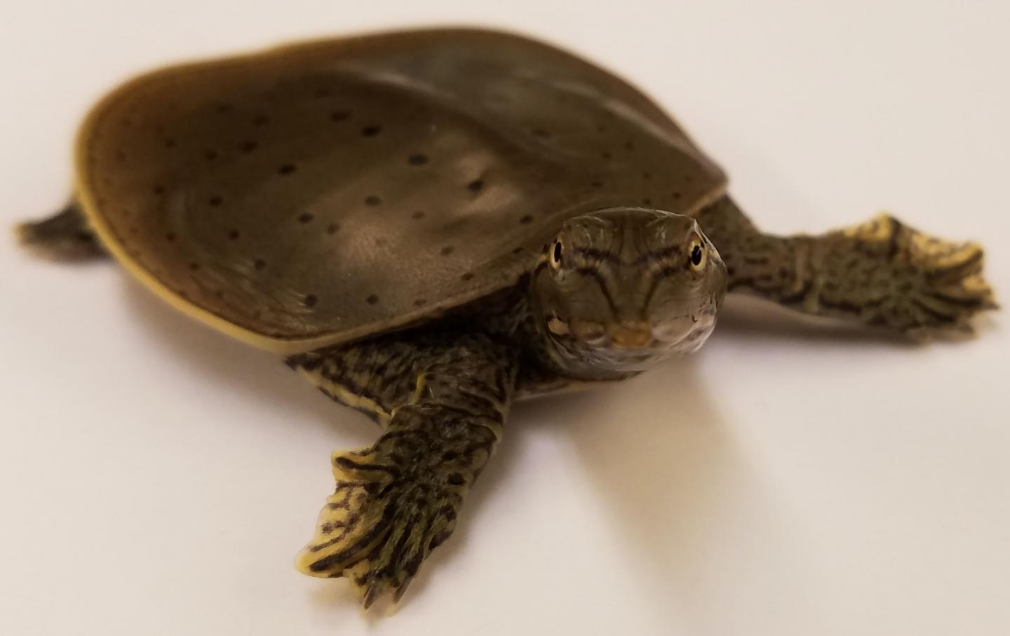 Softshell Turtle Apalone spinifera