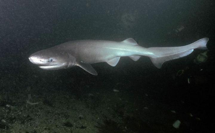 Bluntnose Sixgill Shark