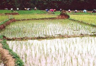 Rice Paddies