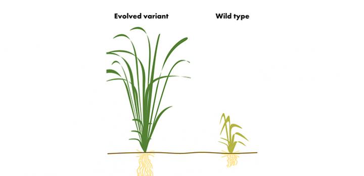 Evolution in Plants