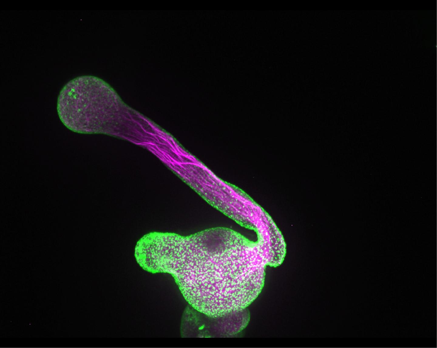 Pollen tube that grows out of pollen grain