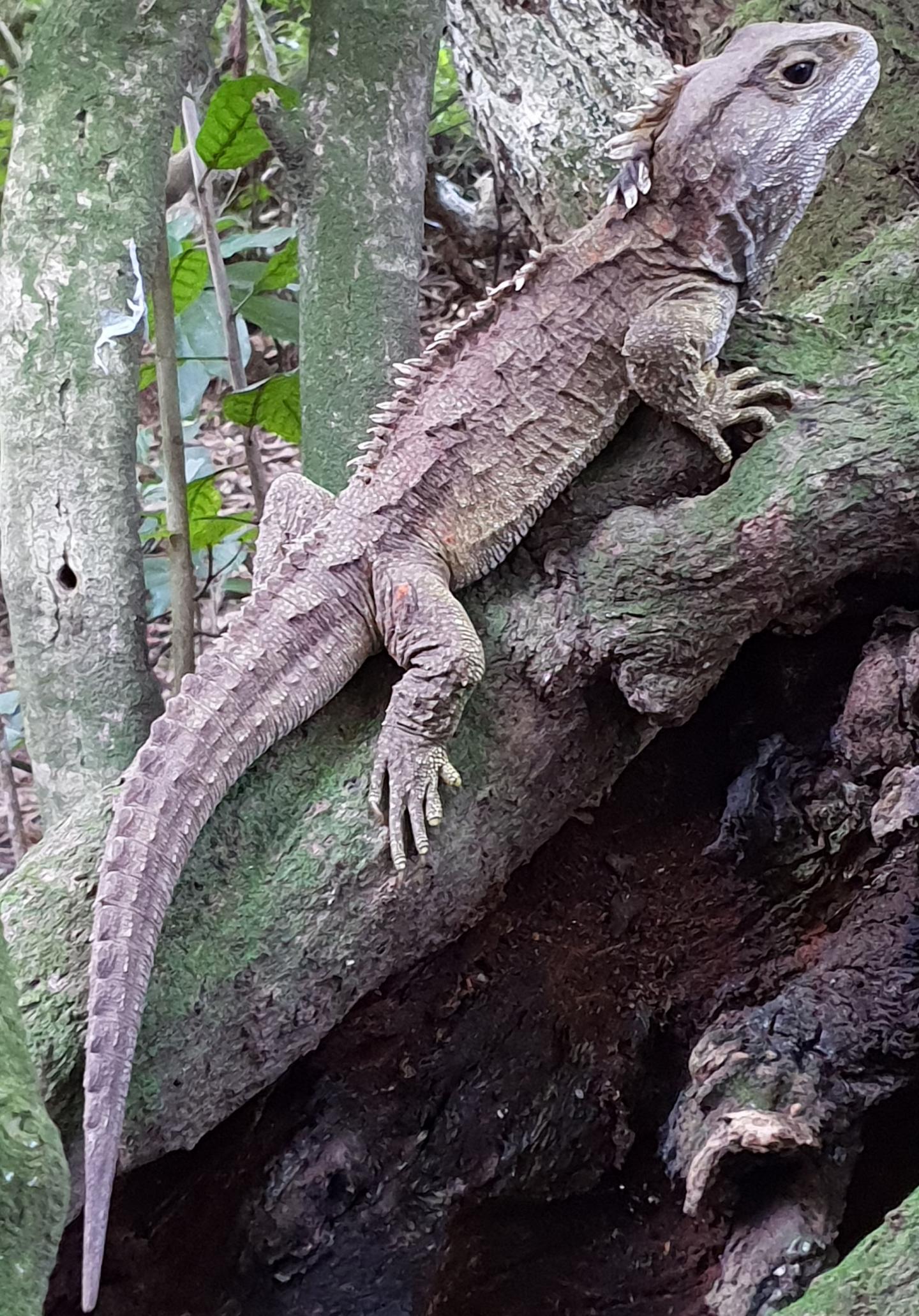 tuatara in natural environment