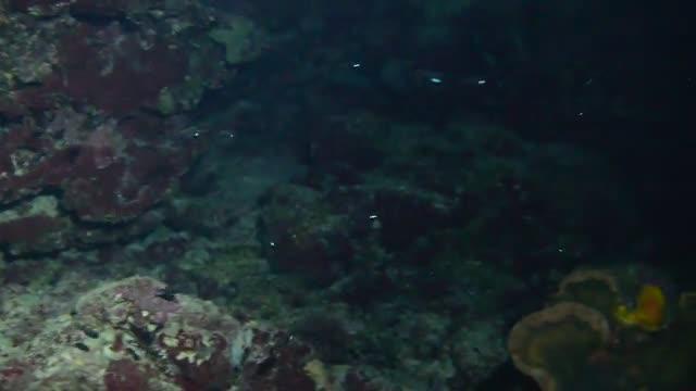 Schooling Flashlight Fish