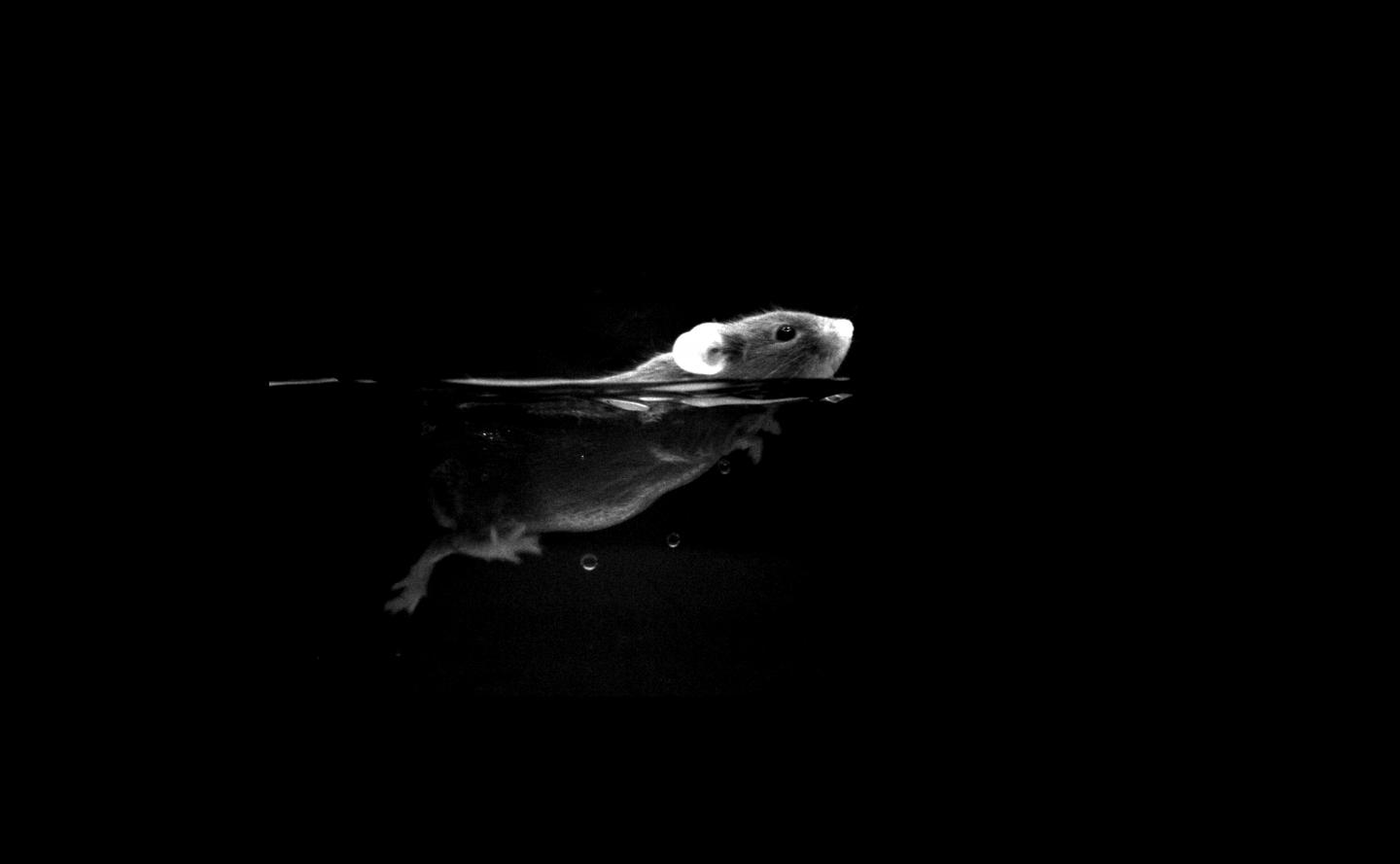 Mouse Swimming in the Dark with IR Camera