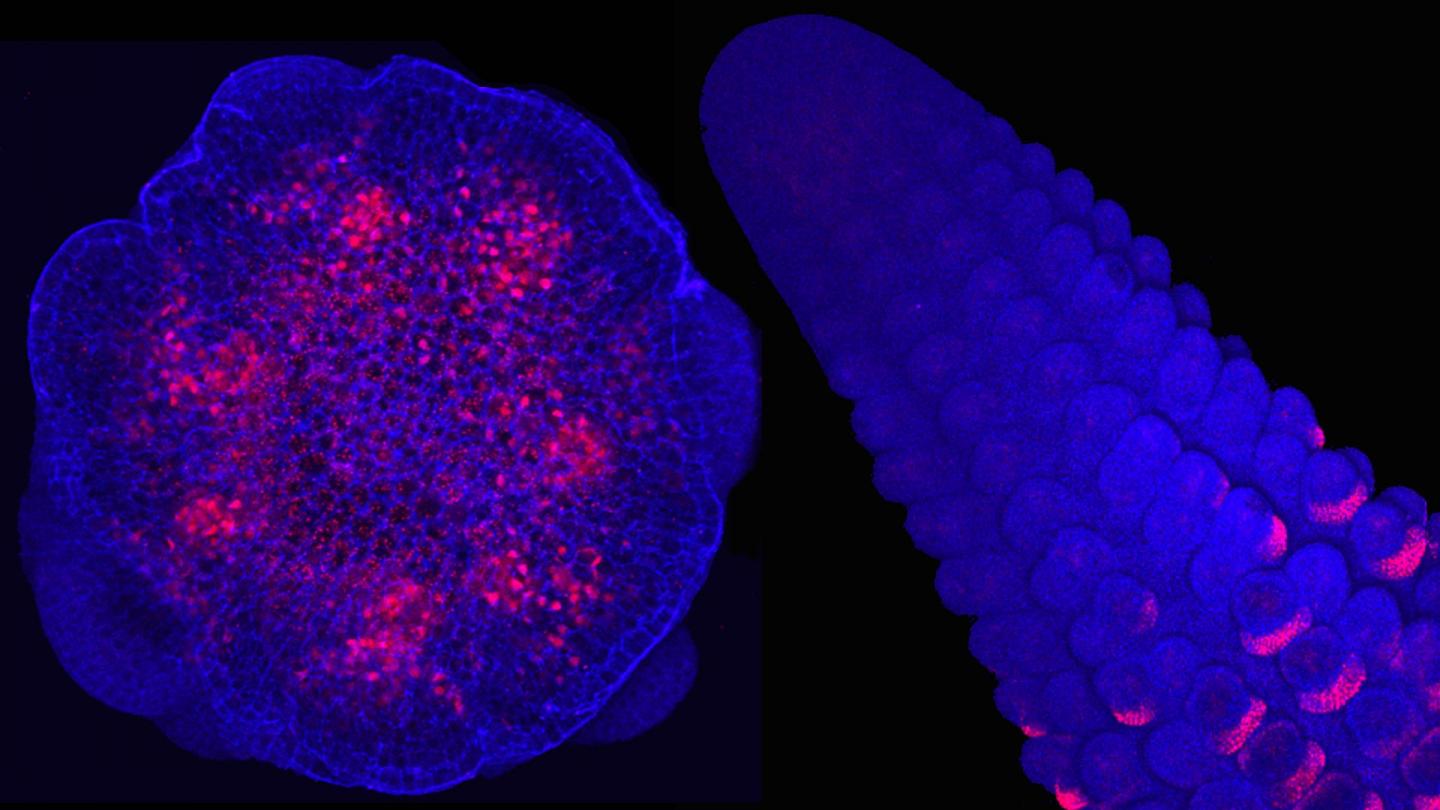 Developing Corn Genes