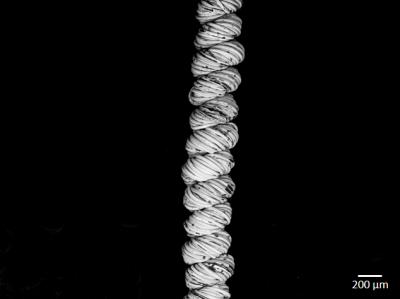 SEM Image of Artificial Muscle