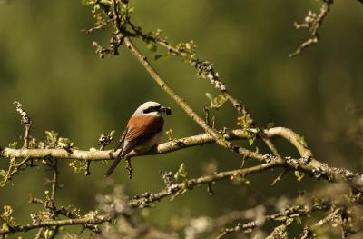 Red-Backed Shrike