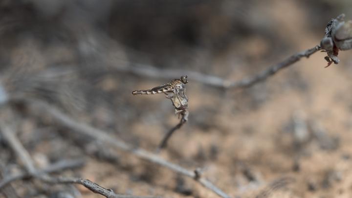 Female Assassin Fly Perching on a Branch