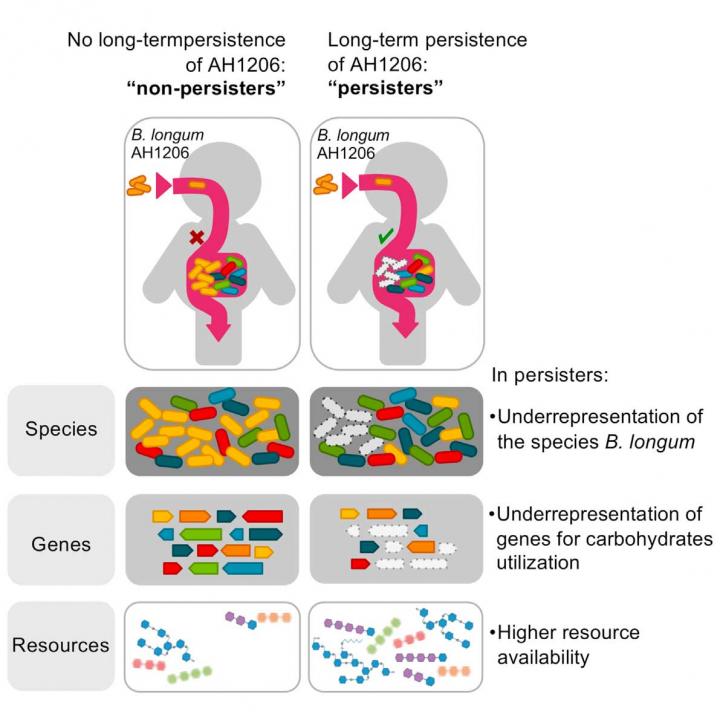 Bacterial Strain Persistence in the Gut