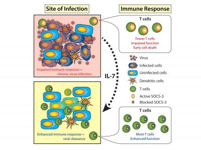 Immune Response to Overwhelming Virus Infection