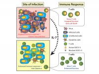 Immune Response to Overwhelming Virus Infection