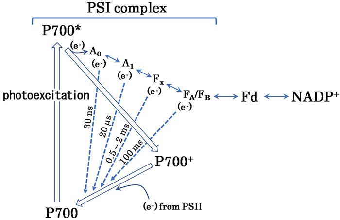 Electrons Take Alternative Route to Prevent Plant Stress (2)