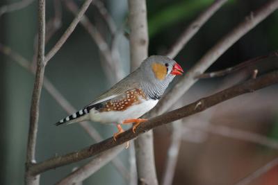 Adult Zebra Finch