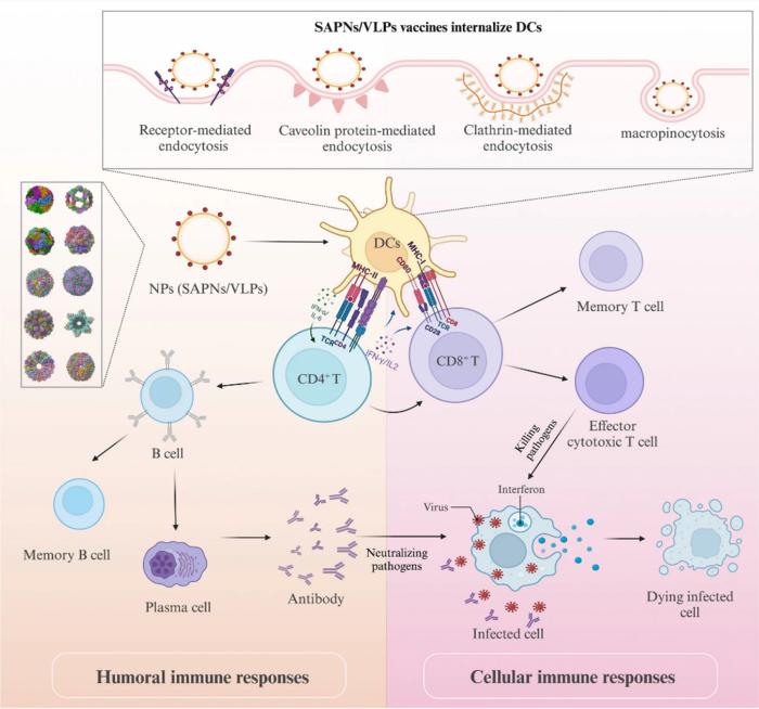 Adaptive immune activation induced by NP (SAPN/VLPS) vaccines.
