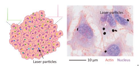 Figure 1. Single-cell tracking with laser particles