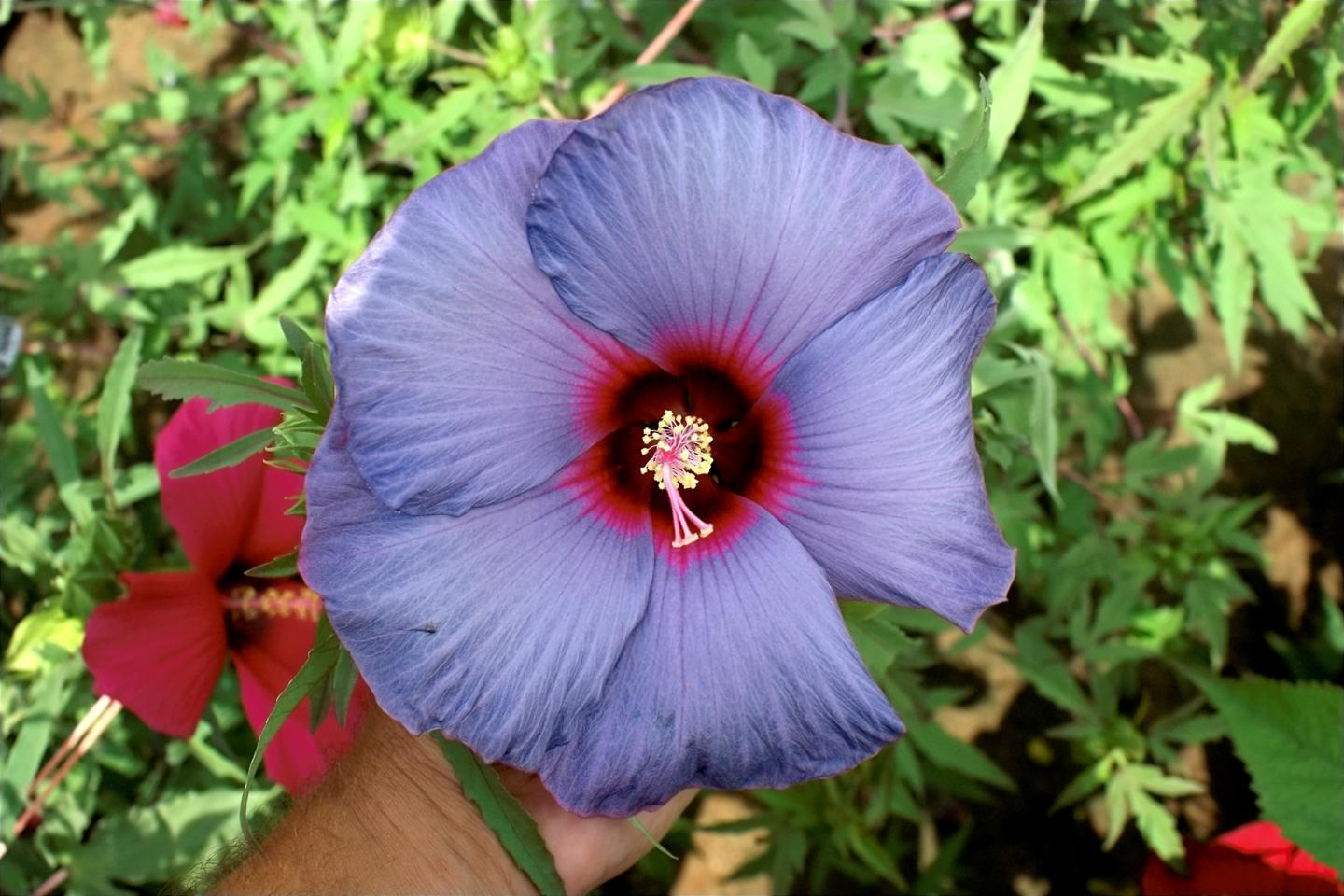 Hibiscus blue