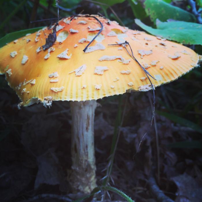 Amanita muscaria, an ectomycorrhizal fungus