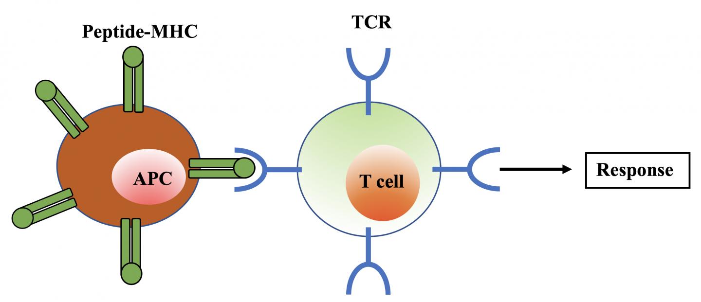 T CELL 1