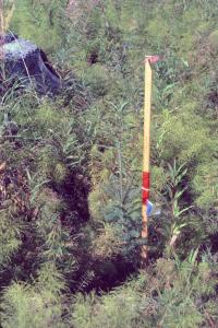 Spruce Seedling Growth
