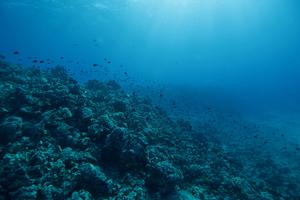 Moonlight-driven biological choruses in Hawaiian coral reefs