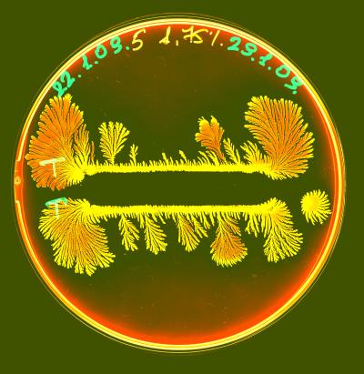 Competing Colonies of Bacteria