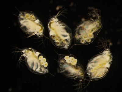 6 <I>Daphnia</I> Infected and Uninfected by <I>Metschnikowia</I>