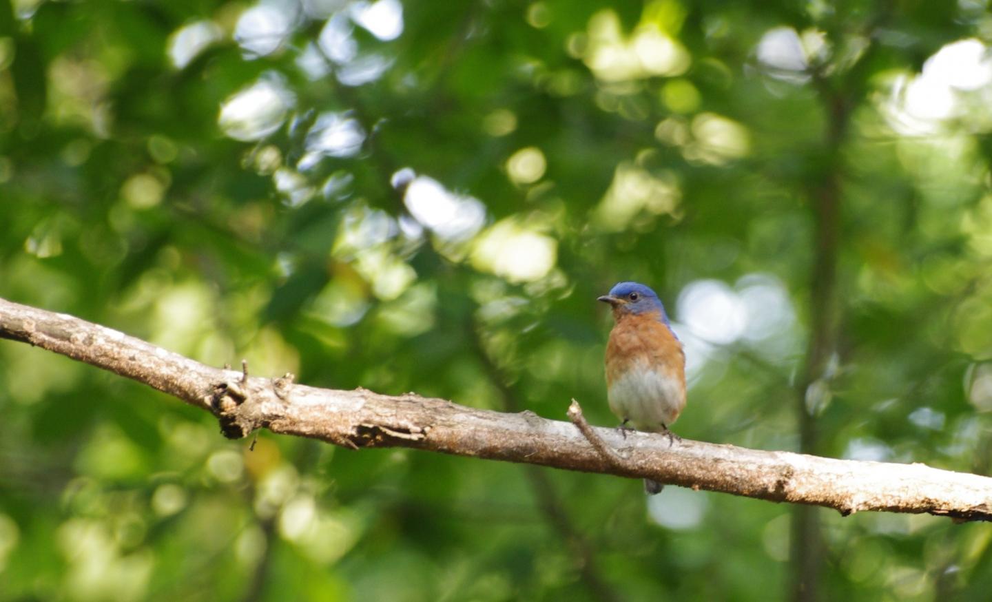 Male Bluebird