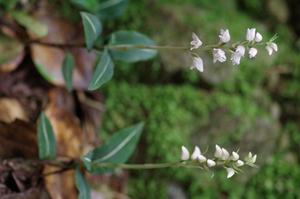 Goodyera simils on Kozu Island