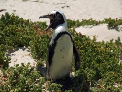 This Is The Endangered Black-Footed Penguin, or <i>Spheniscus demersus</i>