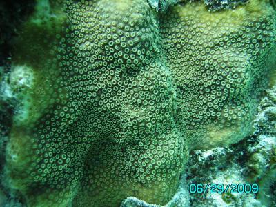<i>O. faveolata</i> Polyps