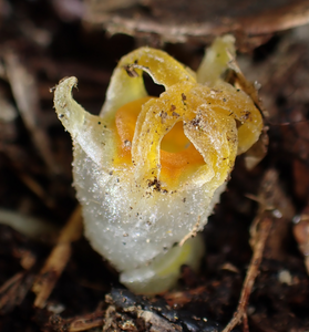 Fig. 1. The rediscovered ethereal fairy lantern Thismia kobensis at the new locality