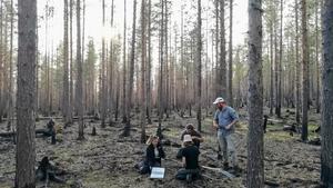 Field work in Swedish forest