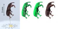 Wheat Weevil Photograph Versus 3D Model