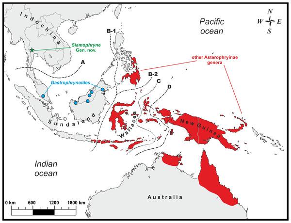 Fig. 2. Distribution Range of the Subfamily Asterophryinae