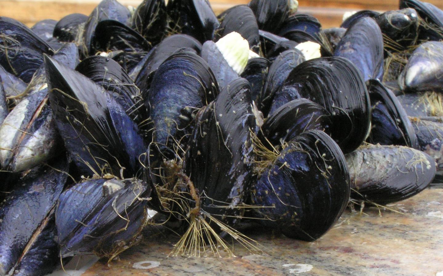 Mussels