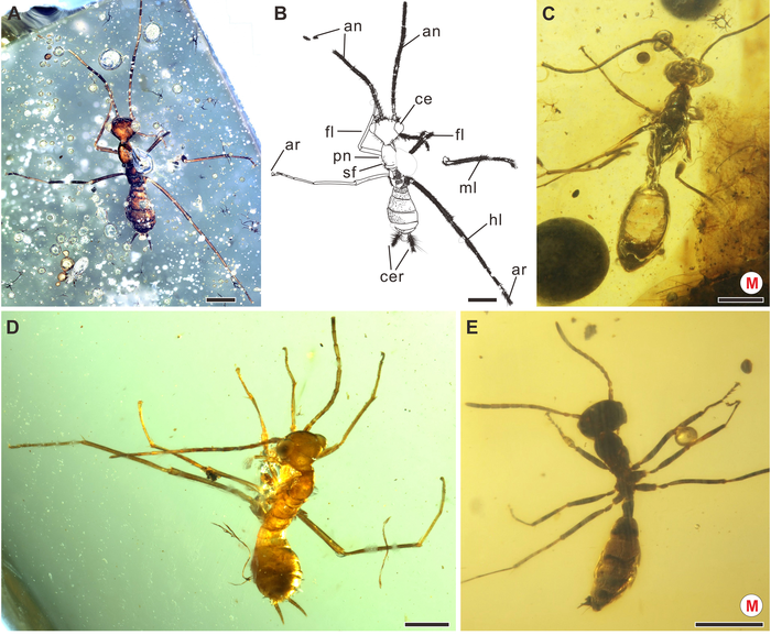 Alienopterid nymphs and ants; ants are marked with “M”