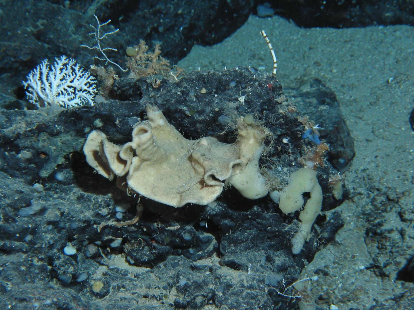 Deep-Water Marine Sponge