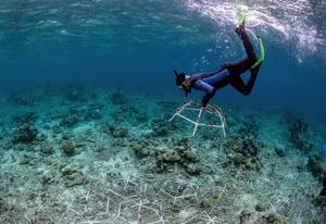 Reef Stars are installed in degraded areas to stabilise loose rubble and kickstart rapid coral growth