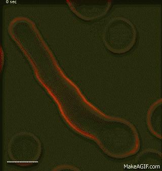 New Imaging Probes Light up Cells